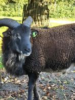 Te koop soay rammetje van dit jaar, Dieren en Toebehoren, Schapen, Geiten en Varkens, Mannelijk, Schaap