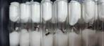 BULK Lasius Niger Koninginnen x50 | Zwarte Wegmier, Mieren