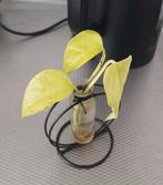 Neon Epipremnum, Golden Pothos, Ophalen of Verzenden, Overige soorten, Minder dan 100 cm