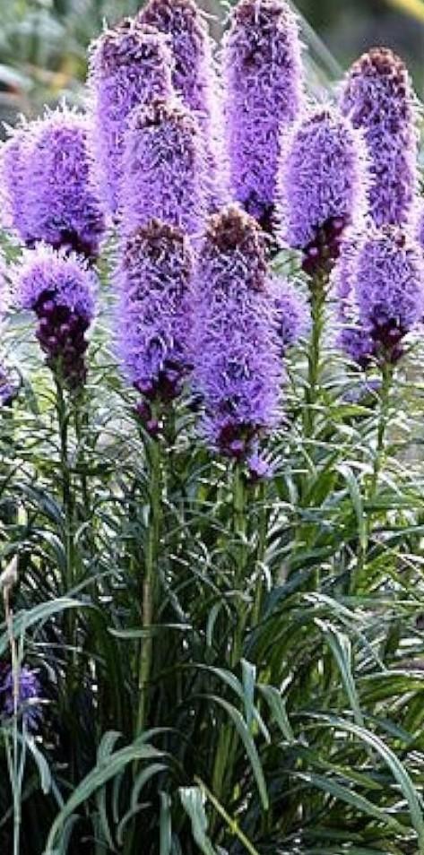 Liatris, Tuin en Terras, Bloembollen en Zaden, Volle zon, Ophalen of Verzenden