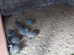 Tinamoe, Dieren en Toebehoren, Meerdere dieren, Overige soorten