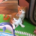 Maine Coon, Dieren en Toebehoren, Katten en Kittens | Raskatten | Langhaar, Poes, 0 tot 2 jaar