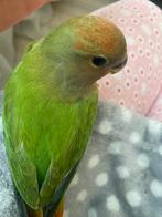 Babay agapornis