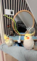 Gratis papegaaien tam maken, Dieren en Toebehoren, Vogels | Parkieten en Papegaaien, Meerdere dieren, Papegaai, Tam