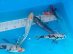 Koi vissen, Dieren en Toebehoren, Karper of Koi