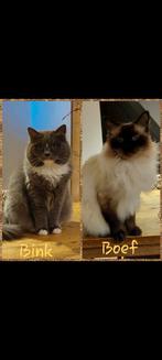 2 superlieve katten (ragdoll), Dieren en Toebehoren, Katten en Kittens | Raskatten | Langhaar, Poes