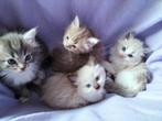 Ragdollkittens, Dieren en Toebehoren, Meerdere dieren, Gechipt, 0 tot 2 jaar