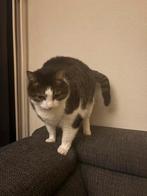 Lieve gesteriliseerde poes, Poes