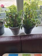 Kamer planten heel veel Gratis, Ophalen of Verzenden