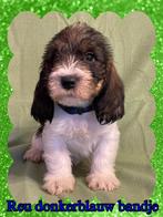 Petit Basset Griffon Vendeen pups, Reu, 8 tot 15 weken, Meerdere, Nederland