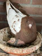 Duiven iranse duiven, Meerdere dieren, Postduif