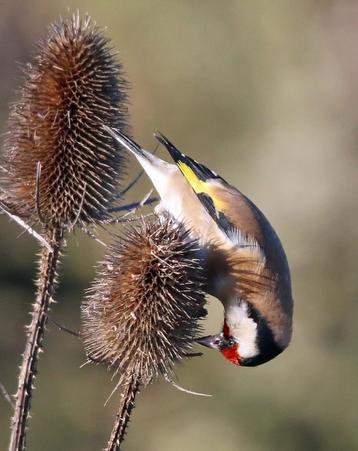 Grote kaardebol - puttertjes in de tuin. Nu planten. beschikbaar voor biedingen