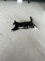 Kater Odin gecastreerd, Dieren en Toebehoren, Kater