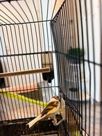 Bastaard / kruising bont Putter x kanarie, Mannelijk, Wildzangvogel, Geringd