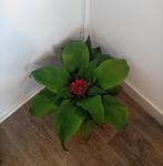 Bromelia plant halve meter breed, Huis en Inrichting, Kamerplanten, Ophalen, Overige soorten, Halfschaduw, In pot