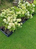 LEEGVERKOOP VAN  20 STUKS  LIMELIGHT PLUIMHORTENSIAS, Ophalen, Vaste plant, Overige soorten, Halfschaduw