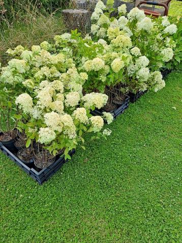  LEEGVERKOOP VAN  20 STUKS  LIMELIGHT PLUIMHORTENSIAS beschikbaar voor biedingen