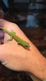 Pelsuma grandis, Dieren en Toebehoren, Reptielen en Amfibieën, Hagedis, 0 tot 2 jaar