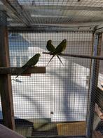 Neophema parkieten tekoop, Dieren en Toebehoren, Vogels | Parkieten en Papegaaien, Meerdere dieren, Parkiet