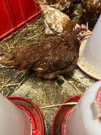 Bruine leghennen, Dieren en Toebehoren, Pluimvee, Vrouwelijk, Kip