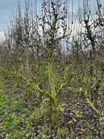 Doyenne du comice perenbomen fruitbomen, Tuin en Terras, Planten | Fruitbomen, Ophalen, Appelboom, Lente