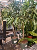 Ficus Amstel King – gevlochten stam, 180 cm, Ophalen, Halfschaduw, Minder dan 100 cm