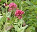 Vaste plant roze Valeriaan / Spoorbloem, Tuin en Terras, Planten | Tuinplanten, Zomer, Vaste plant, Overige soorten, Ophalen