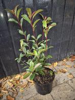 Photinia Carré Rouge glansmispel potgekweekt, Tuin en Terras, Ophalen of Verzenden, Overige soorten, Haag, Minder dan 100 cm