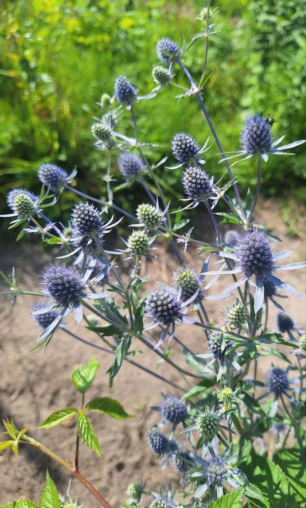 Eryngium planum, kruisdistel zaden, Tuin en Terras, Bloembollen en Zaden, Volle zon, Ophalen of Verzenden