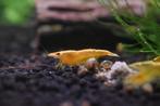 Neocaridina Yellow Fire Neon Backline, Kreeft, Krab of Garnaal