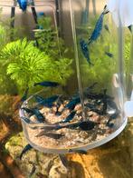 bleu dream garnalen, Dieren en Toebehoren, Kreeft, Krab of Garnaal