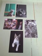 Ansichtkaarten katten, Verzenden, 1980 tot heden, Ongelopen, Hond of Kat