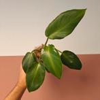 Philodendron Rugosum Aberrant (2), Overige soorten, Minder dan 100 cm, Groene kamerplant, Halfschaduw