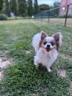 Chihuahua dekreu NIET TE KOOP, Dieren en Toebehoren, Particulier, 3 tot 5 jaar, Reu, Nederland