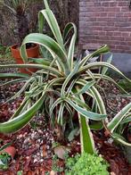 Agave, Tuin en Terras, Volle zon, Vaste plant, Bloeit niet, Ophalen