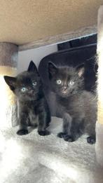 Kittens te koop!!, Dieren en Toebehoren, Katten en Kittens | Raskatten | Korthaar, Meerdere dieren, Ontwormd