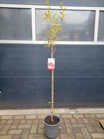 Punica Granatum - Granaatappelboom H: 172 cm., Ophalen, Volle zon, Vaste plant, Zomer