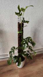 Rhapidophora Tetrasperma, Huis en Inrichting, Kamerplanten, Overige soorten, Minder dan 100 cm, Halfschaduw, Ophalen