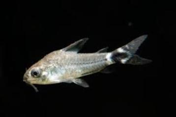 Corydora hastatus - Koidream Valburg beschikbaar voor biedingen