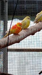 Roodrugparkieten, roodruggen, Dieren en Toebehoren, Vogels | Parkieten en Papegaaien, Meerdere dieren, Parkiet