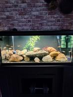 Aquarium 1meter, met vissen en toebehoren, Dieren en Toebehoren, Vissen | Aquaria en Toebehoren, Ophalen, Verlichting of Verwarming