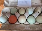 🌈 Broedeieren van kleurrijke mix-toom – zeldzame Opal, Dieren en Toebehoren, Pluimvee, Geslacht onbekend, Kip