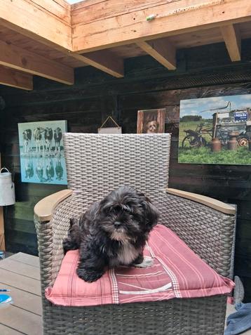 Te koop mooie speelse boomer pups  beschikbaar voor biedingen