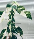 Epipremnum Albo Variegata stekjes zeldzaam veel wit, Huis en Inrichting, Kamerplanten, Overige soorten, In pot, Minder dan 100 cm