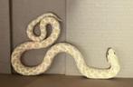 heterodon nasicus / haakneus Albino, Dieren en Toebehoren, Reptielen en Amfibieën, Slang, 3 tot 6 jaar