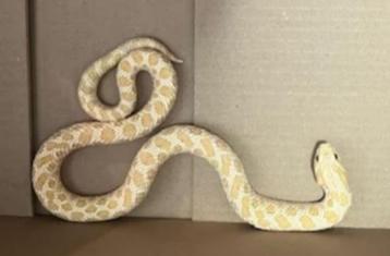 heterodon nasicus / haakneus Albino  beschikbaar voor biedingen