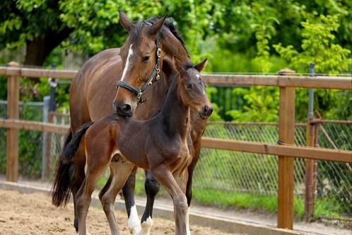 Drachtige merrie (Charmeur x Houston) met of zonder veulen, Dieren en Toebehoren, Paarden en Pony's | Dekhengsten en Fokmerries