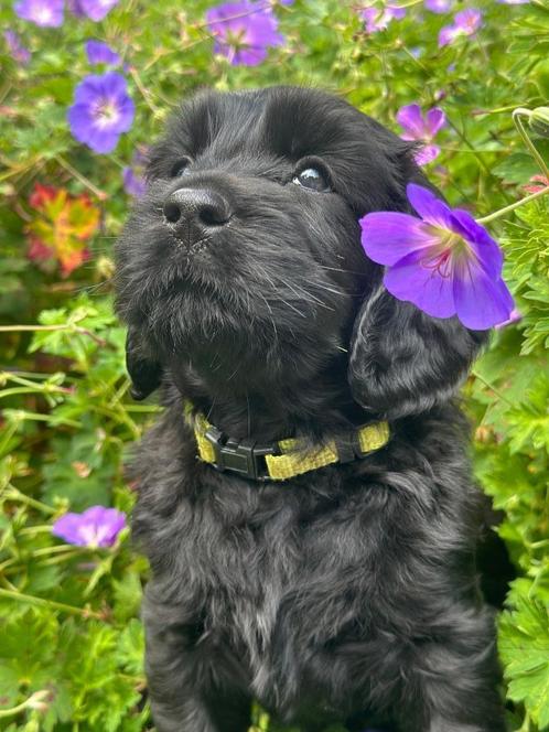 Nog één Labradoodle pup te koop, Dieren en Toebehoren, Honden | Niet-rashonden, Middel, Meerdere dieren, Particulier, Meerdere