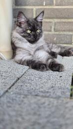 Langharige maine coon/ragdoll kittens NOG 1 BESCHIKBAAR, Dieren en Toebehoren, Meerdere dieren, Ontwormd, 0 tot 2 jaar