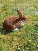 tam Konijn (mannelijk), Dieren en Toebehoren, Konijnen, Mannelijk, Middelgroot, 0 tot 2 jaar